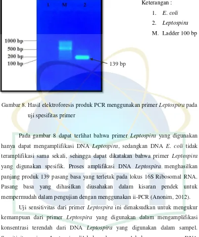 Gambar 8. Hasil elektroforesis produk PCR menggunakan primer Leptospira pada  
