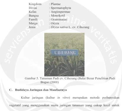 Gambar 5. Tanaman Padi cv. Ciherang (Balai Besar Penelitian Padi  Bogor (2008) 