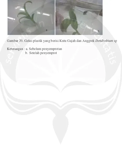 Gambar 20. Gelas plastik yang berisi Kutu Gajah dan Anggrek Dendrobium sp