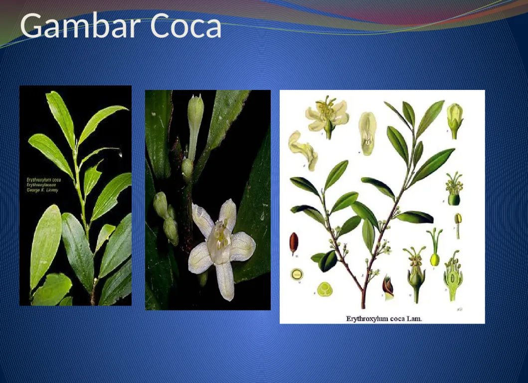 Gambar Coca