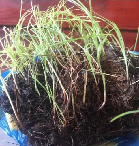 Gambar 1. Tanaman Rumput Teki 