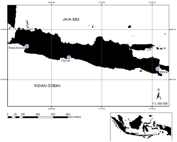 Figure  1.  Sampling  location  in  three  main  fisheries  landing  site  in  Indonesia  (Muncar,  Palabuhanratu,  and  Cilacap),  located  in  Jawa Island (blue circle).