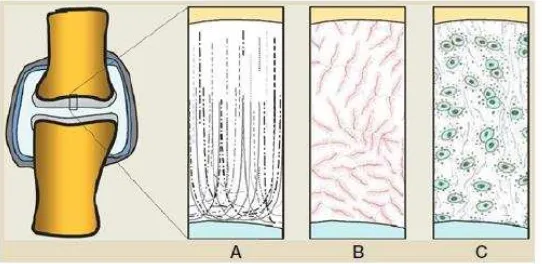 Gambar 2. 2. Kartilago Artikularis: Distribusi serat kolagen (A), proteoglikan (B), dan kondrosit (C)