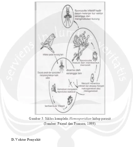Gambar 3. Siklus kompleks Hemosporidian hidup parasit 