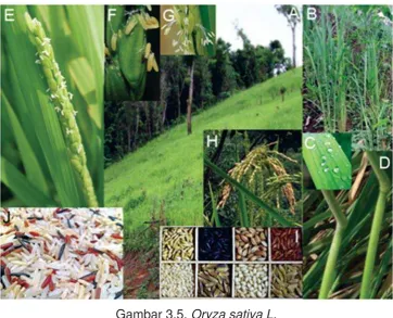 Gambar 3.6. Zea mays L