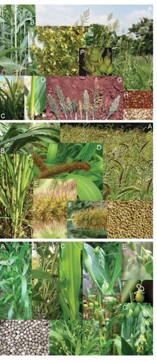 Gambar 3.7.Sorghum bicolor (L.) Moench