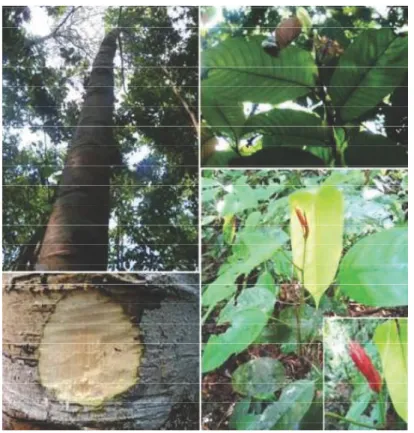 Gambar 15.   di hutan 