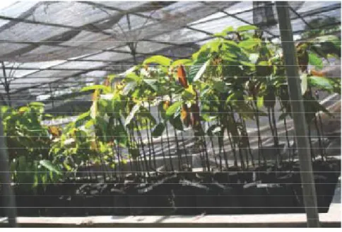 Gambar 16.  Shorea macrophylla  di persemaian