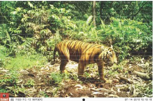 Gambar 4.  Cervus unicolor ) di Indragiri Hilir, Riau 