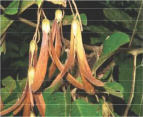 Gambar 12.  Shorea leprosula  Miq.