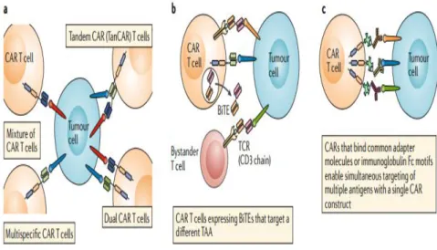 Fig. 3: Targeting of multiple antigens to overcome antigen escape or heterogeneity (Rafiq et al