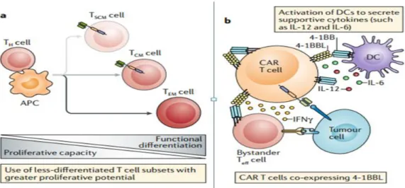 Fig. 5: Enhancement of endogenous immune response (Rafiq et al., 2019).