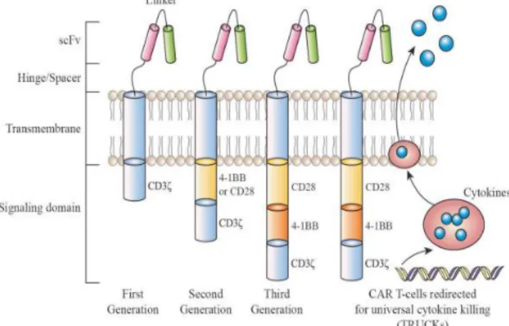 Fig. 2: CAR-T cell generations, first-generation CARs signaled only via the CD3 chain, second- second-generation CARs additionally integrate a signaling domain from a co-stimulating molecule, for  example, CD28 or 4-1BB and third-generation CARs have two c