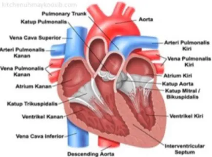 Gambar 2.3 Struktur Jantung Manusia  Dinding  rongga  jantung  tersusun  atas  otot  jantung