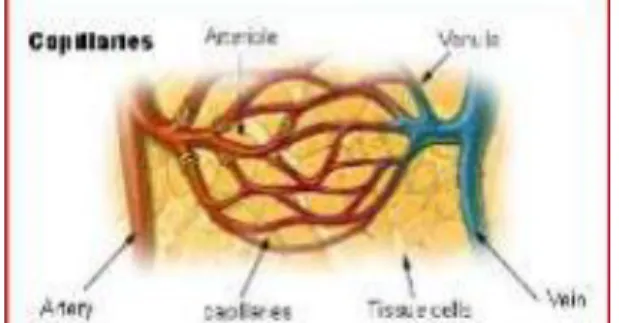Gambar 2.5 Hubungan Arteri, Kapiler dan  Cava 