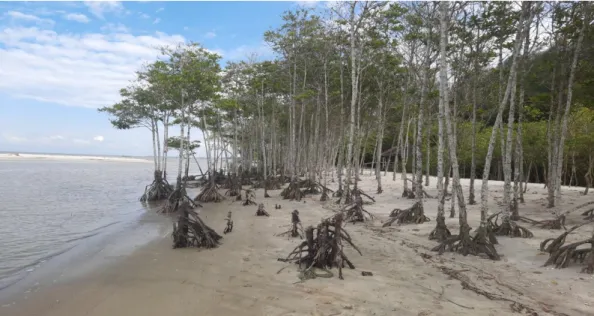 Gambar 1. Hutan mangrove di Lokasi Penelitian 