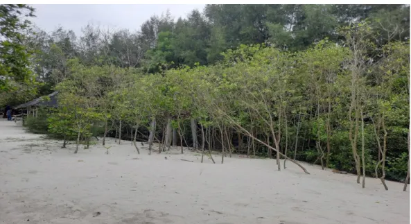Gambar 2. Kondisi hutan mangrove di lokasi penelitian 