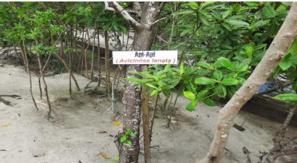 Gambar  4.  Varietas  mangrove  (Avicinnea  lanata)  yang  buahnya  dapat  diolah  menjadi dodol 