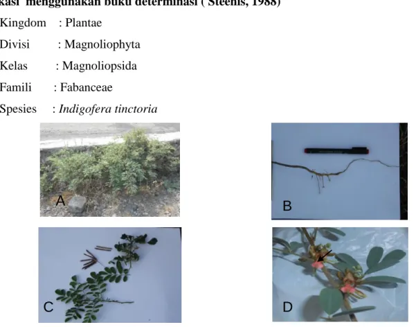 Gambar 4.  Karakter morfologi tanaman taum. A; Perdu tegak,bercabang banyak. B; Akar  tunggang