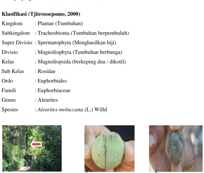 Gambar  6.  A;  Pohon  kemiri  (tanda  panah),  B  dan  C;  Buah  kemiri  yang  muda  dan  tua  (koleksi  pribadi) 