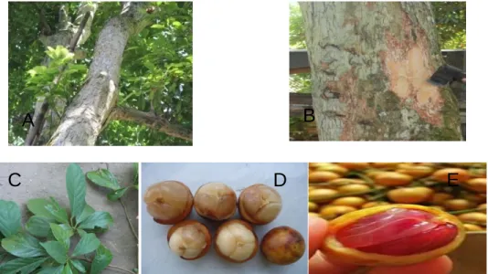 Gambar 7. Karakter morfologi tanaman kepundung. A; Pohon kepundung berumur 60  th. B; Kelopak batang (babakan) yang dimanfaatkan sebagai pewarna