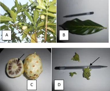 Gambar 9. Karakter morfologi mengkudu. A) Tanaman mengkudu habitus pohon (sampel berumur ±  2  tahun)