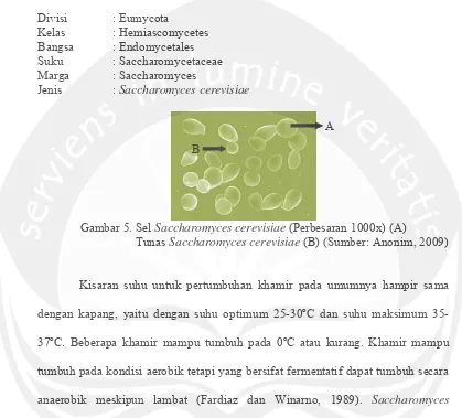 Gambar 5. Sel            Saccharomyces cerevisiae (Perbesaran 1000x) (A) 