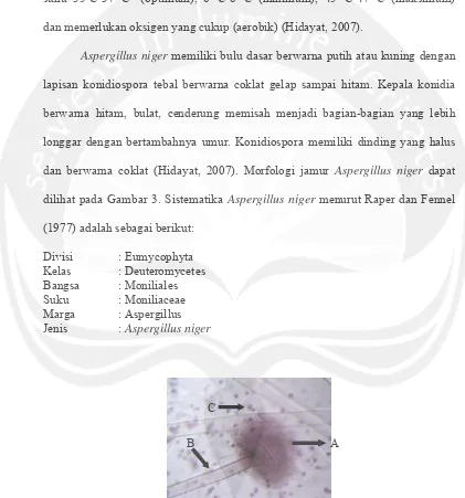 Gambar 3. Jamur  Aspergillus niger. A. Kepala Konidia B. Konidiofora  C. Konidia (Sumber: Guillaume, 2004) 