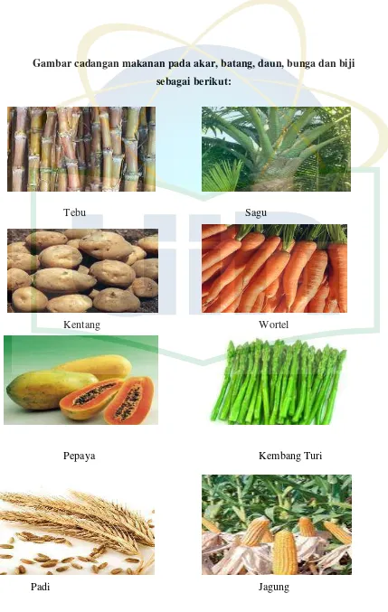 Gambar cadangan makanan pada akar, batang, daun, bunga dan biji  