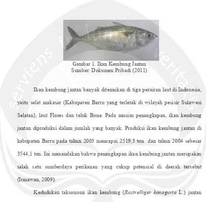 Gambar 1. Ikan Kembung Jantan 