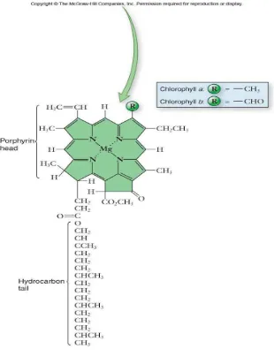 Gambar 6. Struktur kimia klorofil 