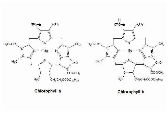Gambar 7. Klorofil a dan Klorofil b 
