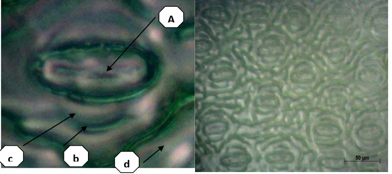 Gambar 8. Stomata Abaxial Daun Kelapa sawit (Elaeis guineensis Jacq.) a. porus (stoma)  b.sel penjaga  c.vakuola d.sel epidermis 