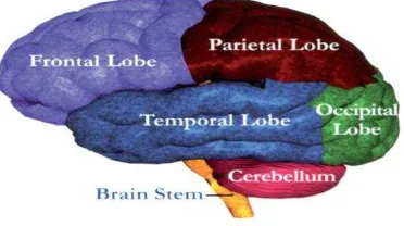 Figure  1 : Brain Anatomy (www. Abiireland.ie) 