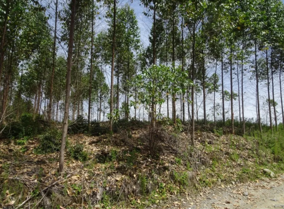 Foto 1. Tanaman Eukaliptus yang berada di luar konsesi PT TPL dan berada dikawasan APL Desa Simare Kecamatan Habinsaran