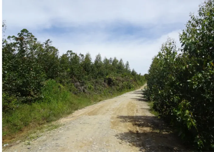 Foto 4. Tanaman Eukaliptus yang berada di luar konsesi PT TPL  Sektor Habinsaran Desa Lintong Kecamatan Bor Bor