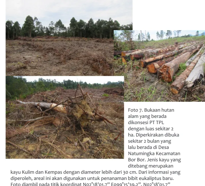 Foto 6. Tanaman eukaliptus di dalam izin PT TPL yang berada pada  kawasan APL di Desa Nagasaribu Kecamatan Lintong ni Huta