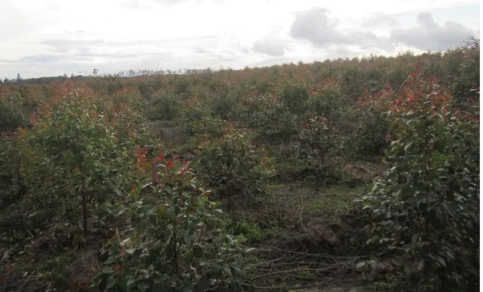 Foto 7. Bukaan hutan  alam yang berada  dikonsesi PT TPL  dengan luas sekitar 2  ha. Diperkirakan dibuka  sekitar 2 bulan yang  lalu berada di Desa  Natumingka Kecamatan  Bor Bor