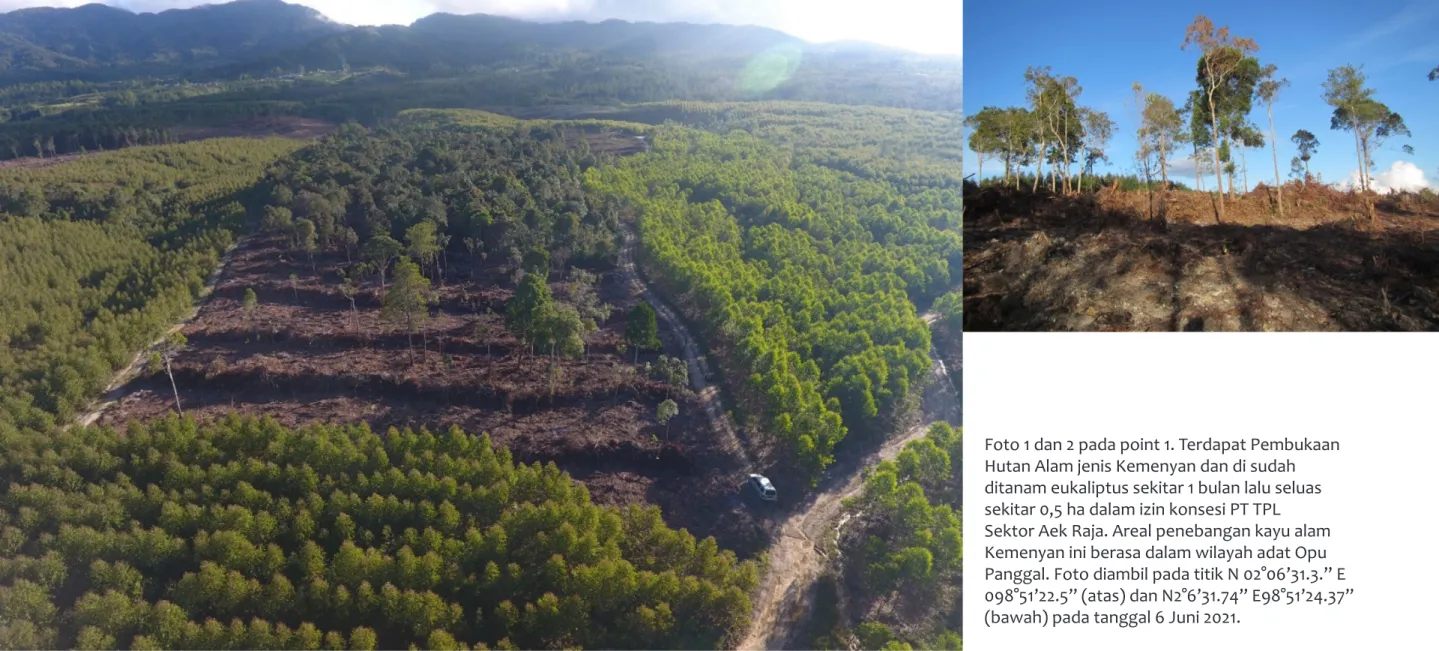 Foto 1 dan 2 pada point 1. Terdapat Pembukaan  Hutan Alam jenis Kemenyan dan di sudah  ditanam eukaliptus sekitar 1 bulan lalu seluas  sekitar 0,5 ha dalam izin konsesi PT TPL 