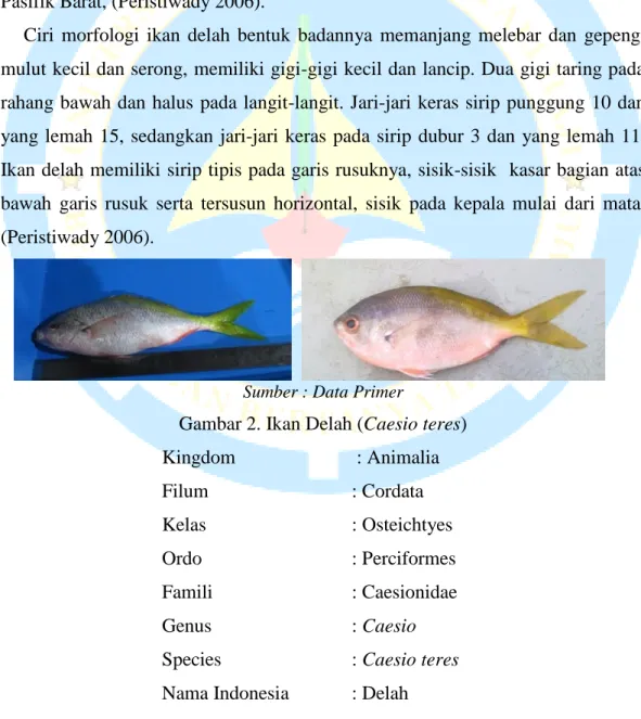 Gambar 2. Ikan Delah (Caesio teres) 