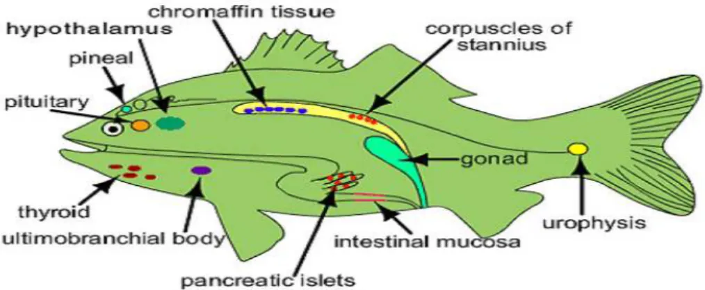 Gambar  1.  Kelenjar  endokrin  pada  ikan:  hipotalamus,  pituitary/hipofisis,  tiroid,   pineal  dan  gonad,  dan  urofisis