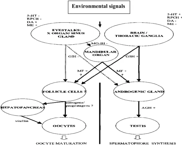 Gambar 4. Mekanisme kontrol hormon pada pematangan gonad udang windu Environmental signals 