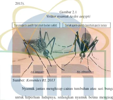 Gambar 2.1 Vektor nyamuk Aedes aegypti 