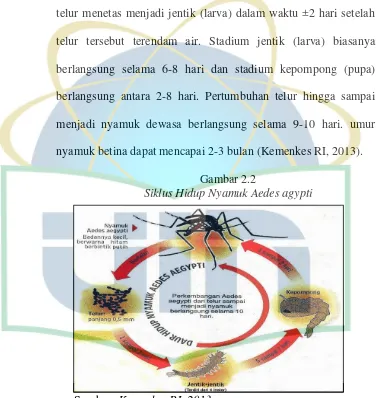 Gambar 2.2 Siklus Hidup Nyamuk Aedes agypti 