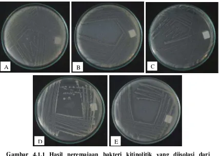 Gambar 4.1.1 Hasil peremajaan bakteri kitinolitik yang diisolasi dariNepenthes spp. dengan indeks kitinolitik terbesar (A) CBM,(B) KM, (C) AM1, (D) RH1 dan (E) CBH pada mediaMGMK umur 3 hari.