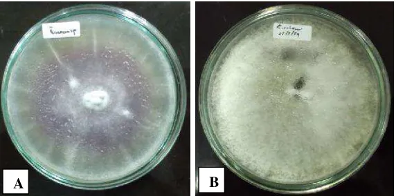 Gambar 4.1.2 Biakan murni jamur patogen tanaman pada media PDA. (A)