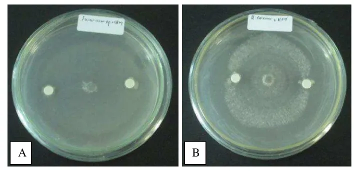 Gambar 4.2.1 Uji antagonisme bakteri kitinolitik yang diisolasi dariNepenthes tobaica dan Nepenthes gracilis (A) terhadapFusarium sp., (B) terhadap Rhizoctonia solani.