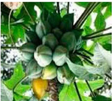 Gambar 1. Tanaman Carica 