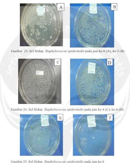 Gambar 25. Sel Hidup  Staphylococcus epidermidis pada jam ke-8 E. Sel hidup Staphylococcus epidermidis kontrol (tanpa penambahan ekstrak ampas seduhan teh hitam) F