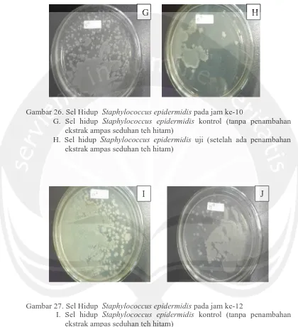 Gambar 26. Sel Hidup  Staphylococcus epidermidis pada jam ke-10 G. Sel hidup Staphylococcus epidermidis kontrol (tanpa penambahan ekstrak ampas seduhan teh hitam) 